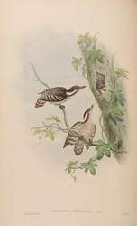 Dendrocopos nanus gymnopthalmus